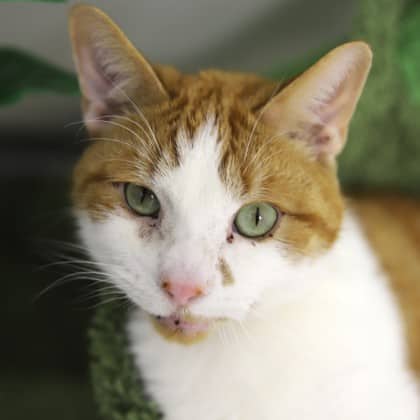 Peter - Domestic Shorthair/Mix cat available for adoption