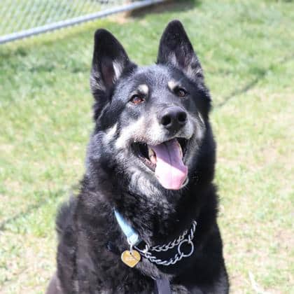 Harvey - Large Mixed Breed available for adoption