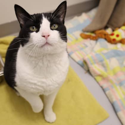 Samurai - Domestic Shorthair/Mix cat available for adoption at Calgary Humane Society in Calgary