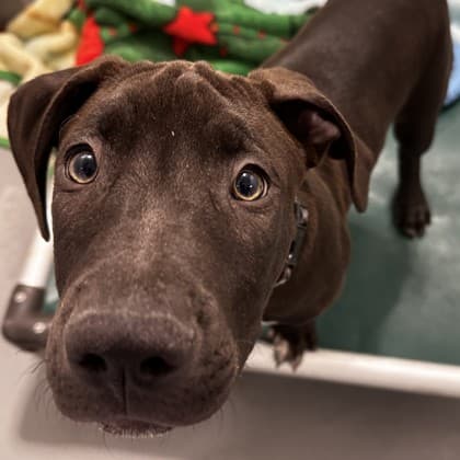 Pineapple Puff - Medium Mixed Breed available for adoption at Calgary Humane Society in Calgary