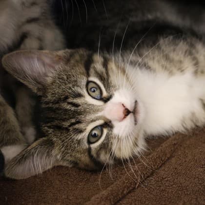 Coony - Domestic Shorthair cat available for adoption at Calgary Humane Society in Calgary