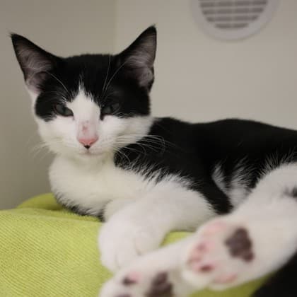 Marc - Domestic Shorthair/Mix cat cat available for adoption in Calgary