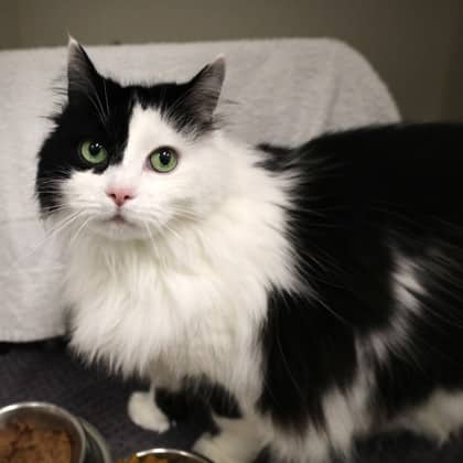 Itsy - Domestic Longhair/Mix cat cat available for adoption at Calgary Humane Society in Calgary