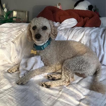 Bruno - Miniature Poodle/Mix available for adoption at Calgary Humane Society in Calgary