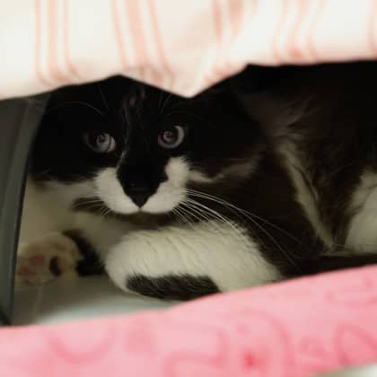 Milo - Domestic Longhair/Mix cat cat available for adoption at Calgary Humane Society in Calgary