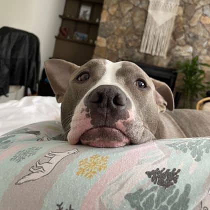Lola - Pit Bull Terrier/Mix available for adoption