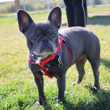Luna - French Bulldog/Mix available for adoption in Alberta