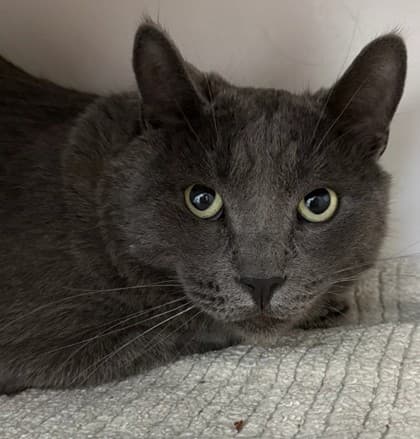 Penn - Domestic Shorthair/Mix cat cat available for adoption at Calgary Humane Society in Calgary