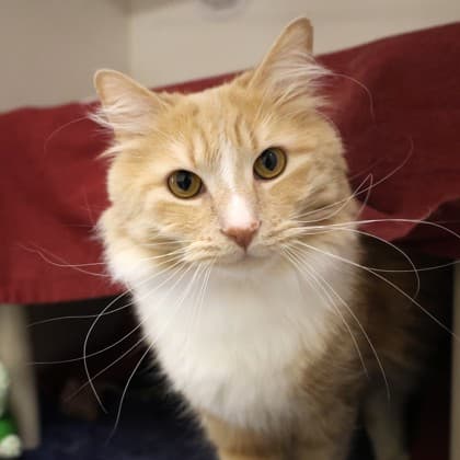 Bageera - Domestic Shorthair/Mix cat cat available for adoption at Calgary Humane Society in Calgary