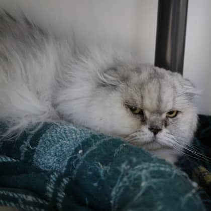 Tymba - Scottish Fold/Mix cat available for adoption at Calgary Humane Society in Calgary