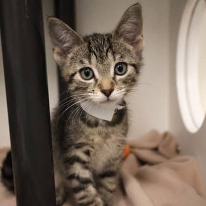 Nitro - Domestic Shorthair cat available for adoption in Calgary