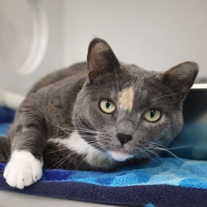 Luna - Domestic Shorthair/Mix cat cat available for adoption at Calgary Humane Society in Calgary