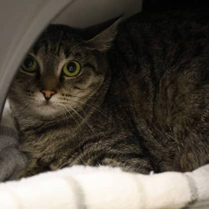 Luffy - Domestic Shorthair/Mix available for adoption