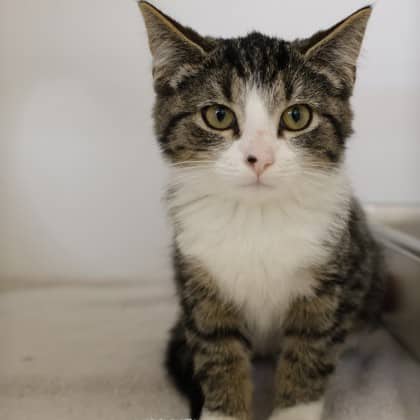 Devens - Domestic Shorthair cat available for adoption at Calgary Humane Society in Calgary