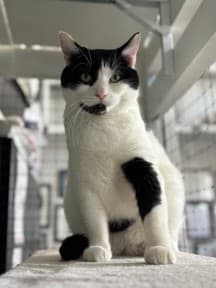 Malcolm - Domestic Shorthair/Mix cat cat available for adoption at Calgary Humane Society in Calgary