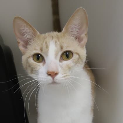 Ash - Domestic Shorthair/Mix cat cat available for adoption at Calgary Humane Society in Calgary