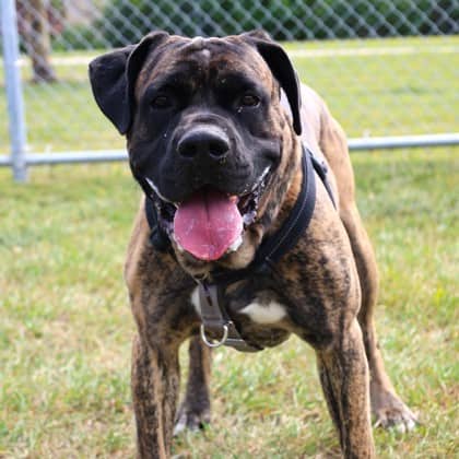 Kairo - Cane Corso/Bullmastiff available for adoption