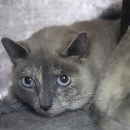 Shadow - Siamese/Mix cat cat available for adoption at Calgary Humane Society in Calgary