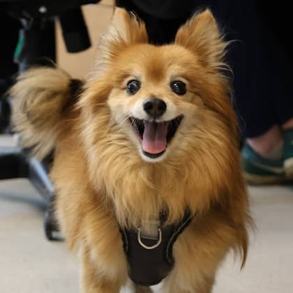 Old Mrs. Figg - Pomeranian/Mix available for adoption
