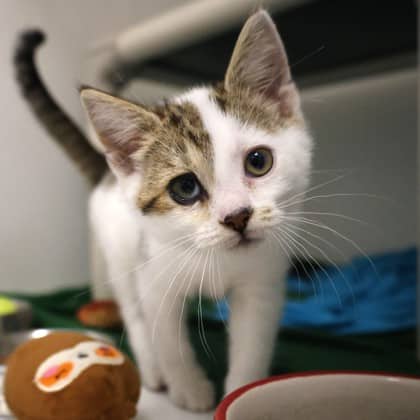 Myrtle - Domestic Shorthair cat available for adoption at Calgary Humane Society in Calgary