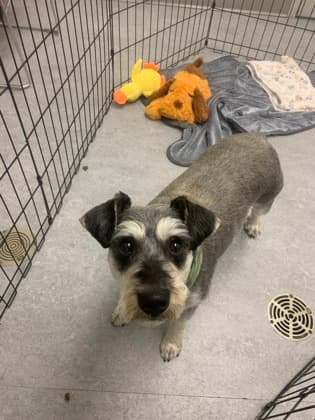Luke - Miniature Schnauzer/Mix available for adoption at Calgary Humane Society in Calgary