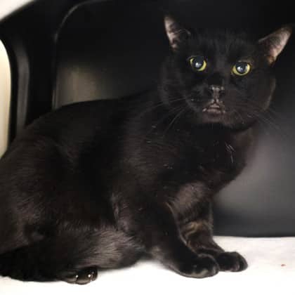 Bully - Domestic Shorthair/Mix cat available for adoption