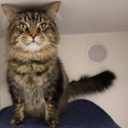 Gus - Domestic Medium Hair/Mix cat available for adoption at Calgary Humane Society in Calgary