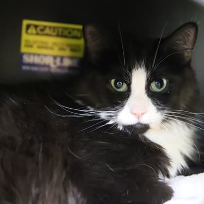 Dwayne - Domestic Longhair/Mix cat cat available for adoption in Calgary