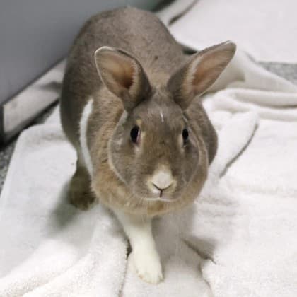 Hazel - Mixed Breed available for adoption in Calgary