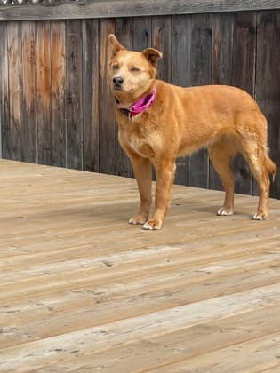 Meet
Storm - Mixed Breed, Medium (up to 44 lbs fully grown)/Mix available for adoption at Calgary Animal Rescue in Calgary