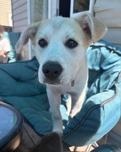 Meet
Dakota - Mixed Breed, Medium (up to 44 lbs fully grown)/Mix available for adoption at Calgary Animal Rescue in Calgary