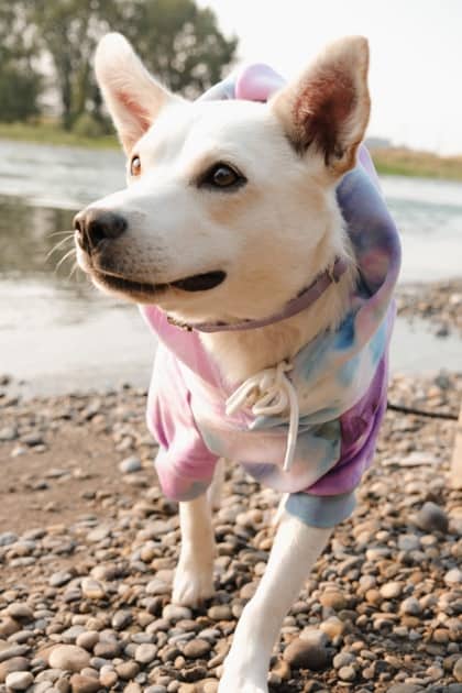 Rumi - Mixed Breed available for adoption in Calgary