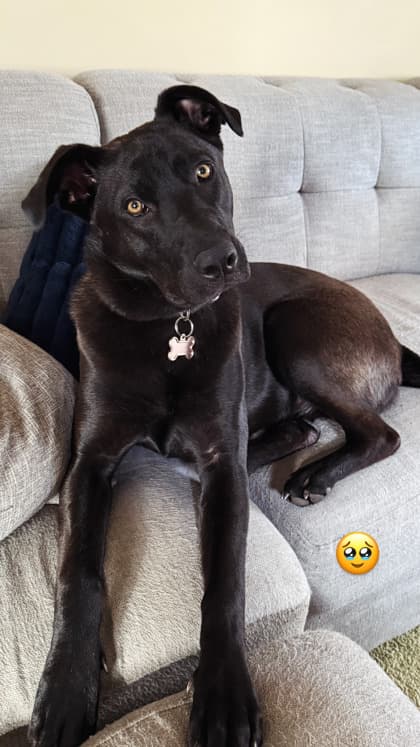 Meet
Lola - Mixed Breed, Medium (up to 44 lbs fully grown)/Mix available for adoption in Calgary