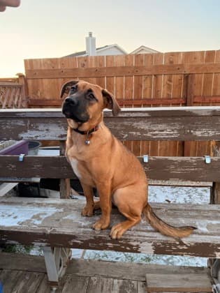 Meet
Cara - Mixed Breed, Large (over 44 lbs fully grown)/Mix available for adoption in Calgary