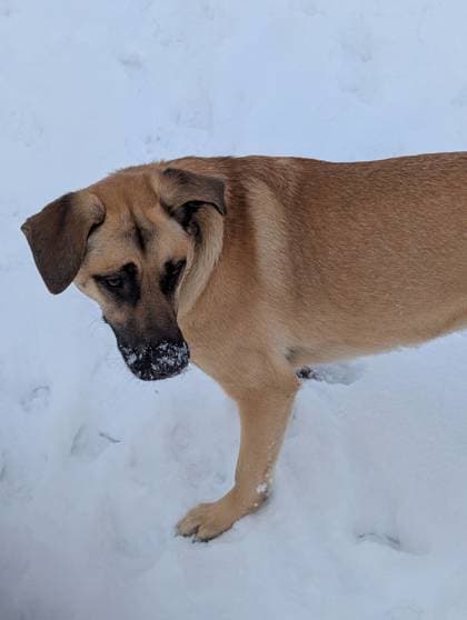 Meet
Nala - German Shepherd/Mix available for adoption in Calgary