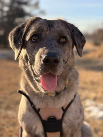 Meet
Hazel - Catahoula Leopard dog/Mix available for adoption in Calgary