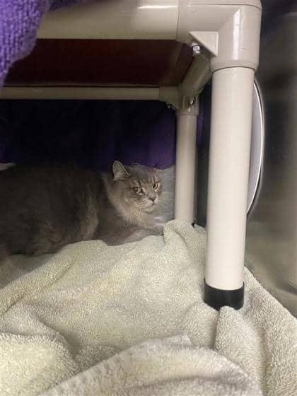 Parama - Domestic Shorthair cat available for adoption at Montreal SPCA in Montreal