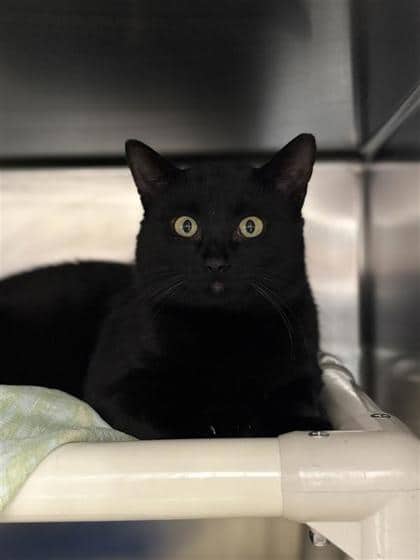 Minsk - Domestic Shorthair cat available for adoption at Montreal SPCA in Montreal