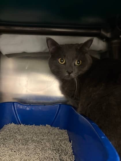 Totoro - Domestic Shorthair cat available for adoption at Montreal SPCA in Montreal