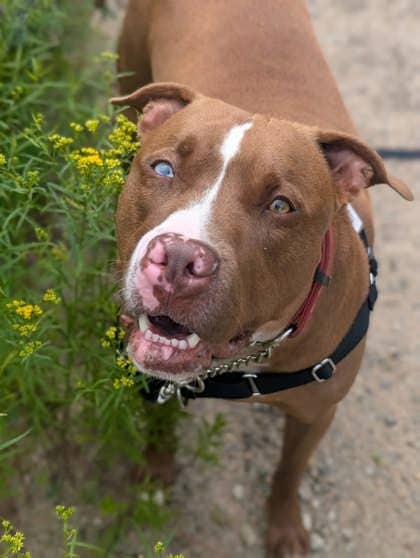 Sky - Mixed Breed available for adoption