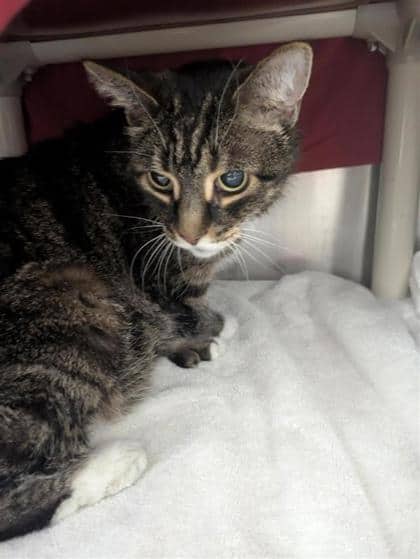 Missteigne - Domestic Shorthair cat available for adoption at Montreal SPCA in Montreal