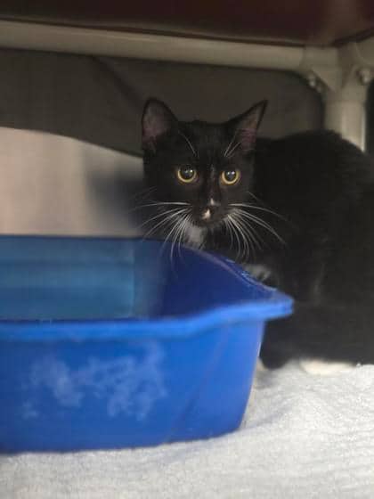 Redford - Domestic Shorthair available for adoption