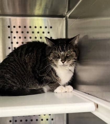 Toby - Domestic Shorthair available for adoption