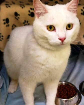 Flokon - Domestic Shorthair cat available for adoption at Montreal SPCA in Montreal
