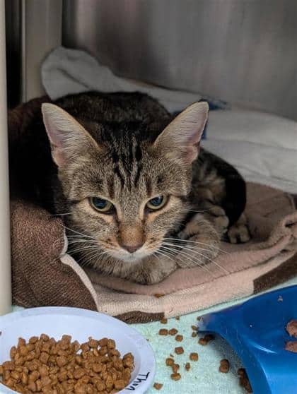 Maeva (maman) - Domestic Shorthair cat available for adoption at Montreal SPCA in Montreal
