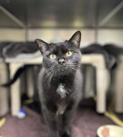 Olivia - Domestic Shorthair cat available for adoption at Montreal SPCA in Montreal