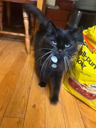 Abricotine - Domestic Shorthair cat available for adoption at Montreal SPCA in Montreal
