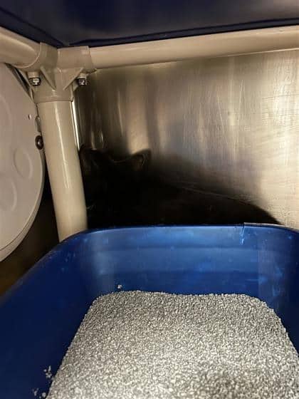 Solly - Domestic Shorthair cat available for adoption at Montreal SPCA in Montreal