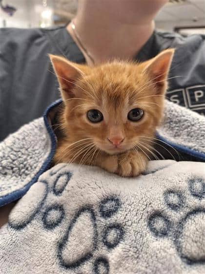 Cheetos - Domestic Shorthair available for adoption