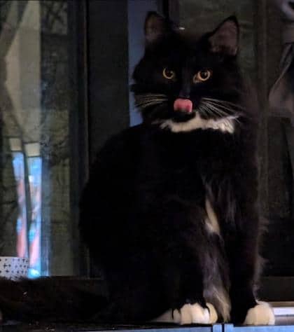 Charly - Domestic Longhair cat available for adoption at Montreal SPCA in Montreal